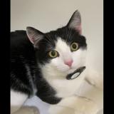 Picture of cat lost at Jette