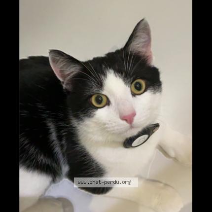 Photo 1/1 Tequila Chat lost in Jette