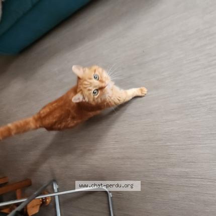 Photo 1/1 Sky Chat lost in Long