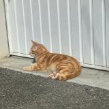 Picture of cat lost at La Ville Dieu Du Temple