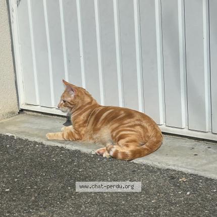 Photo 1/1 Vegas Chat lost in La ville dieu du temple