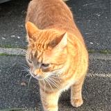 Picture of cat lost at Talence