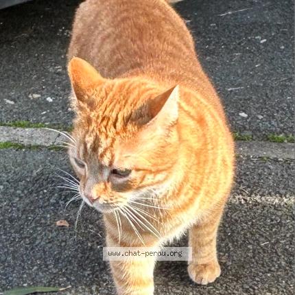 Photo 1/1 Glisse Chat lost in Talence