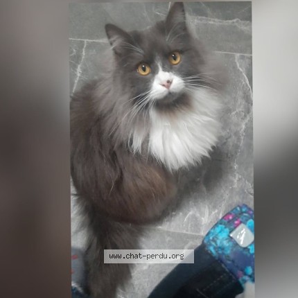 Foto 1/1 Mistigri Kat vermist in Mons