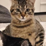 Picture of cat lost at Tignieu Jameyzieu