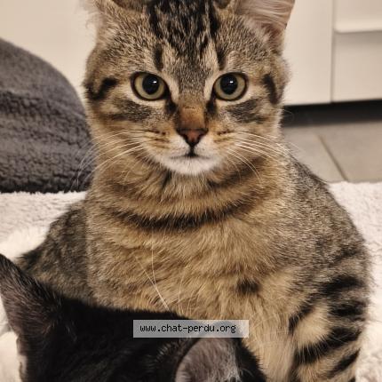 Photo 1/1 Iago Chat lost in Tignieu jameyzieu