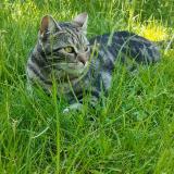 Picture of cat lost at Evere