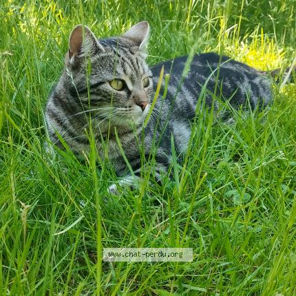 Photo 1/1 Shiki Chat lost in Evere