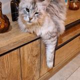 Picture of cat lost at St Pee Sur Nivelle