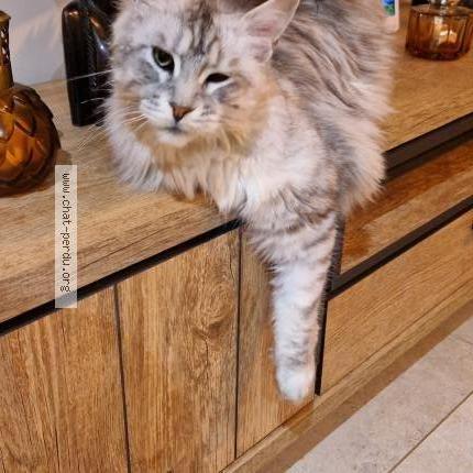 Photo 1/2 Yoda Chat lost in St pee sur nivelle