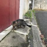 Picture of cat found at Fontenay Le Comte