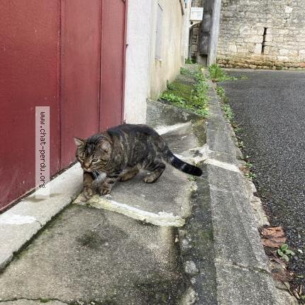 Photo 1/1 Found cat Found in Fontenay le comte