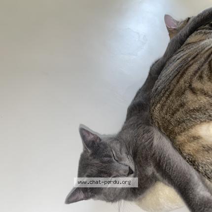 Photo 1/1 Simba Chat lost in Toulon