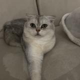 Picture of cat lost at Chanas