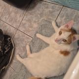 Picture of cat lost at Rillieux La Pape