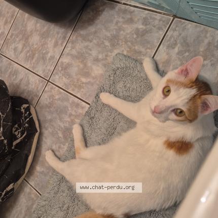 Photo 1/1 Walter Chat lost in Rillieux la pape