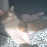 Picture of cat lost at Begles