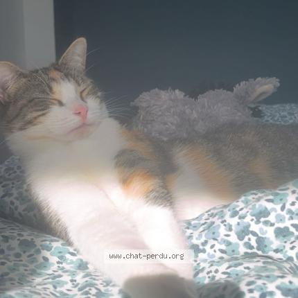 Photo 1/1 AURA Chat lost in Begles