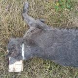 Picture of cat found at Chinchon