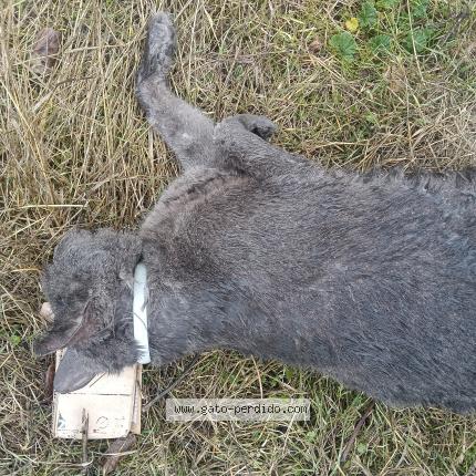 Photo 1/1 Found cat Found in Chinchon