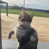 Picture of cat found at Baudre