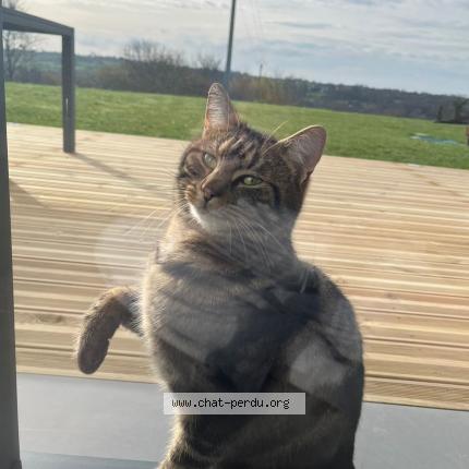 Photo 1/1 Found cat Found in Baudre