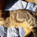 Picture of cat found at La Ferte Villeneuil