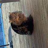 Picture of cat found at St Pierre D Aurillac