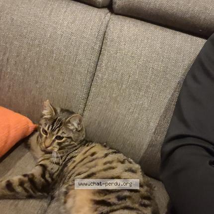 Photo 1/1 Mimine Chat lost in St laurent du var