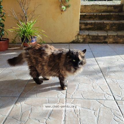 Photo 1/1 Ernestine Chat lost in Cagnes sur mer