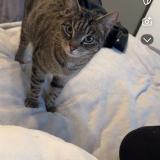 Picture of cat lost at Albertville