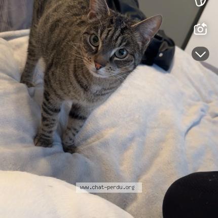 Photo 1/1 Bagheera Chat lost in Albertville