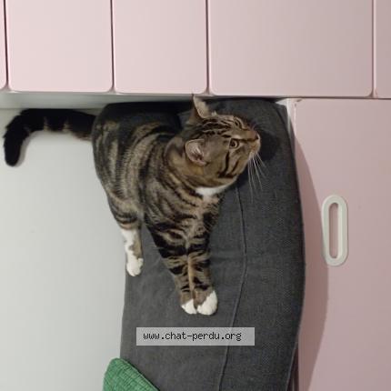 Photo 1/1 Found cat Found in Marseille