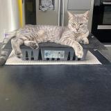 Picture of cat lost at Templemars