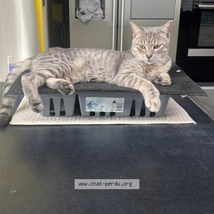 Photo 1/1 Leon Chat lost in Templemars