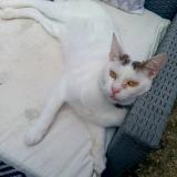 Picture of cat lost at Paillet