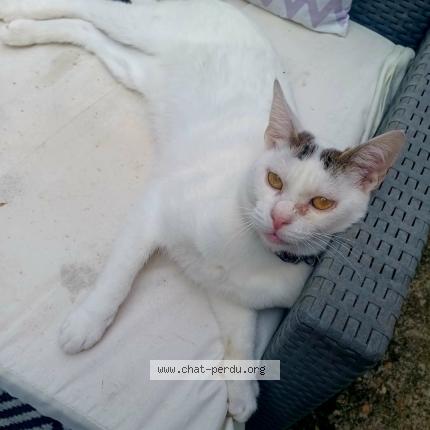 Photo 1/1 Guss Chat lost in Paillet