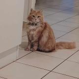 Picture of cat lost at Lens