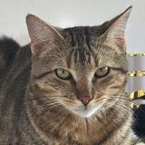 Picture of cat lost at Nancy