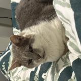 Picture of cat lost at Guidel