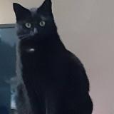 Picture of cat lost at Quaregnon