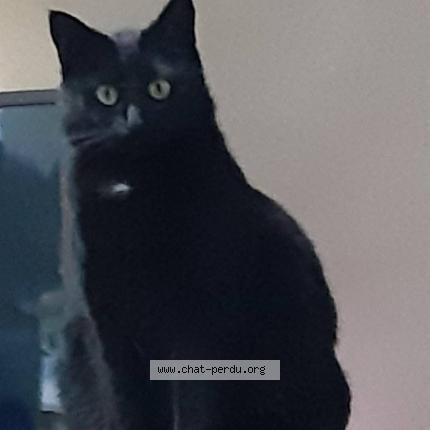 Photo 1/1 Kira Chat lost in Quaregnon