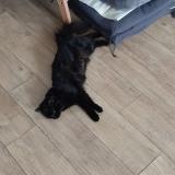 Picture of cat lost at Melle