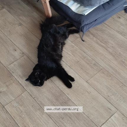 Photo 1/1 Azulie Chat lost in Melle