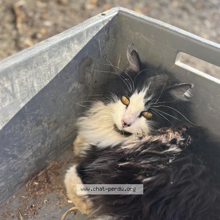 Photo 1/1 Oreo Chat lost in Ecommoy