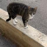 Picture of cat lost at Theza