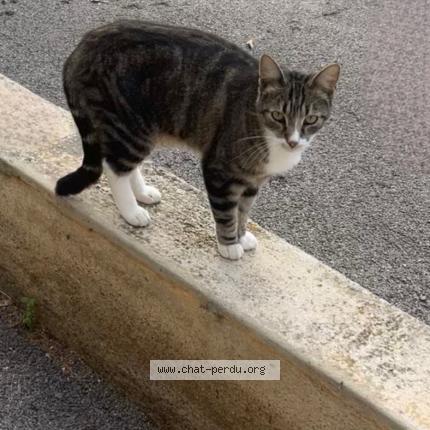 Photo 1/1 Sushi Chat lost in Theza