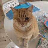 Picture of cat lost at Lorient