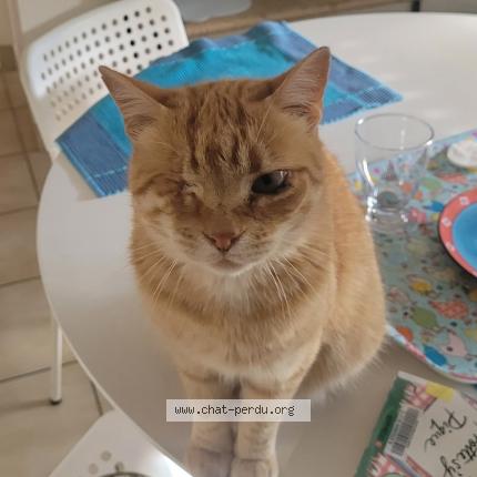 Photo 1/1 Pompon Chat lost in Lorient