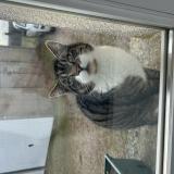 Picture of cat found at Balines